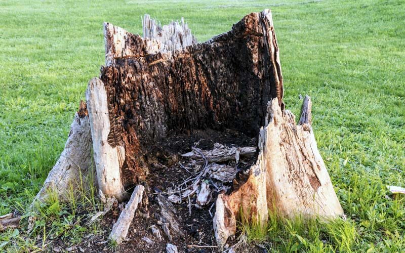 how to kill tree stumps